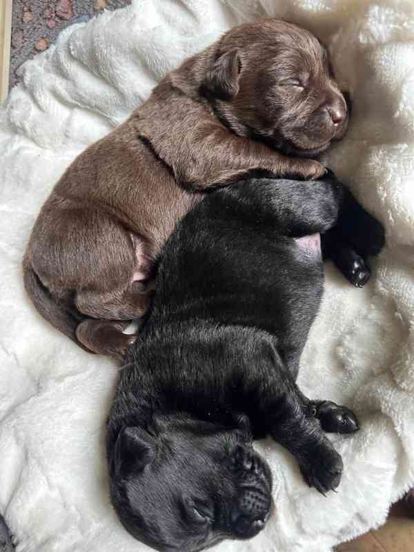 Štěňata Labrador Retriever s PP , černá a čokoládová - foto 4