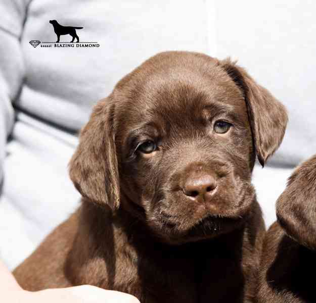 Štěňata Labrador Retriever s PP , černá a čokoládová - foto 2