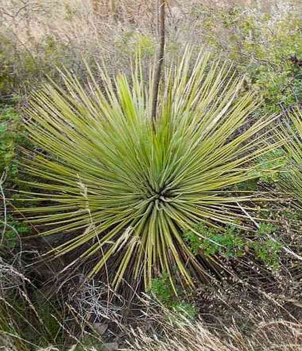 semena Agave striata subsp. falcata - foto 1