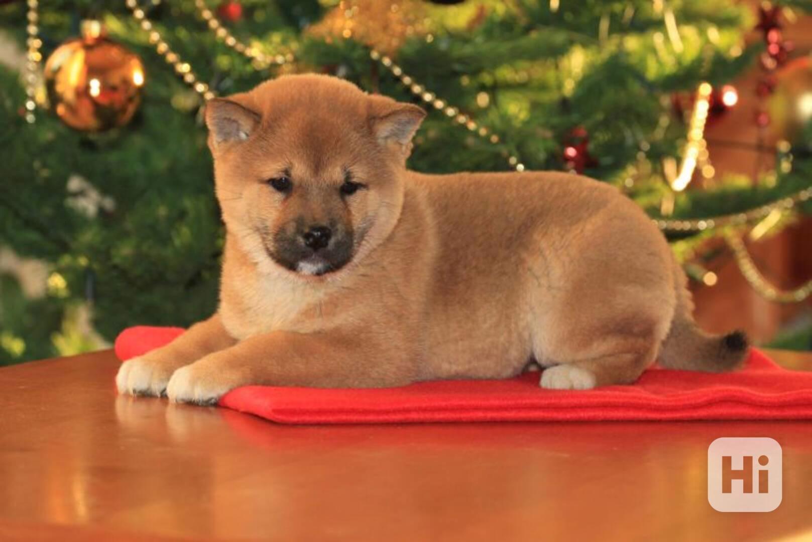 Shiba-inu  - foto 1