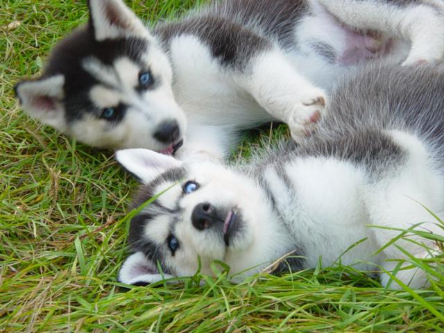 štěně Sibiřského husky - foto 2