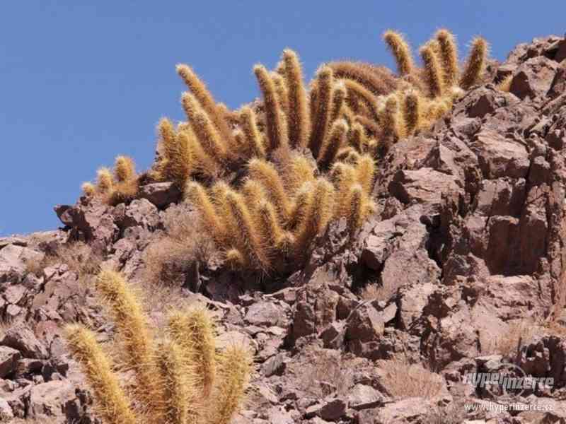 Oreocereus varicolor z pouště Atacama - semena - foto 1