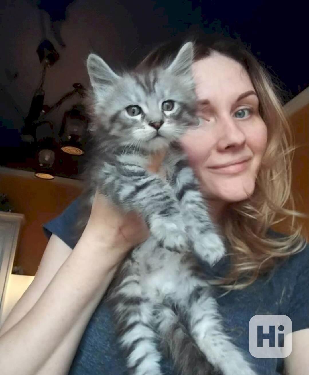  Maine Coon štěně Kočka Na Prodej - foto 1