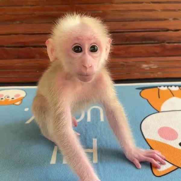 Přátelské kapucínské opice k adopci - foto 1