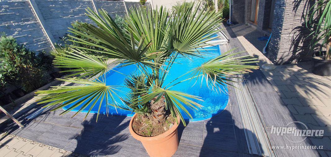 krásná velká palma humilis žumara nízká velice oblíbená palm - foto 1