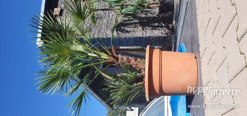 krásná velká palma humilis žumara nízká velice oblíbená palm - foto 3