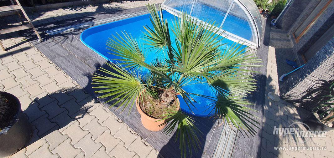 krásná velká palma humilis žumara nízká velice oblíbená palm - foto 4