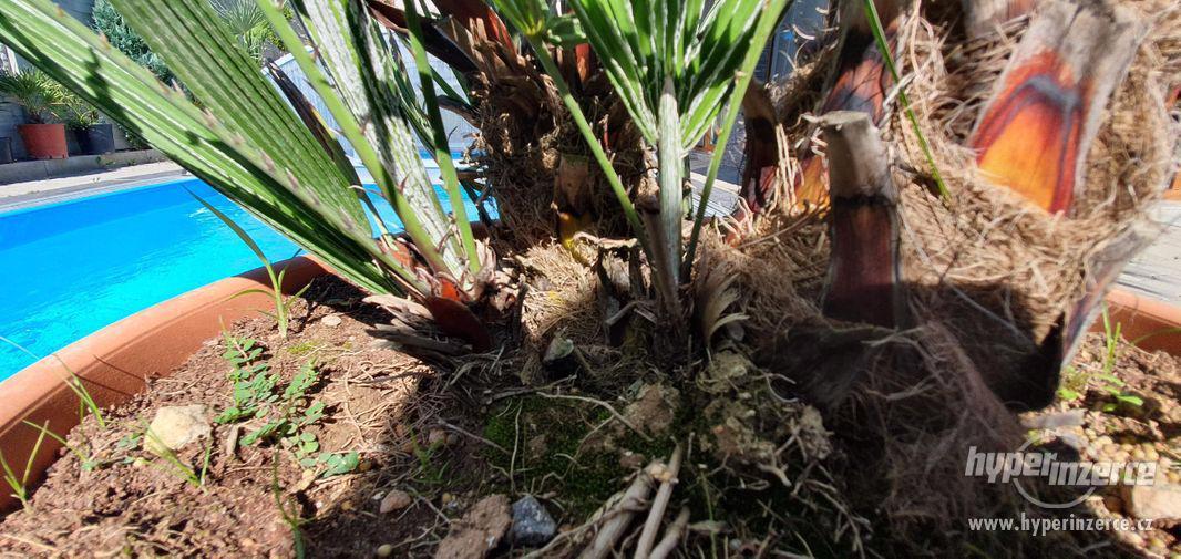 krásná velká palma humilis žumara nízká velice oblíbená palm - foto 6