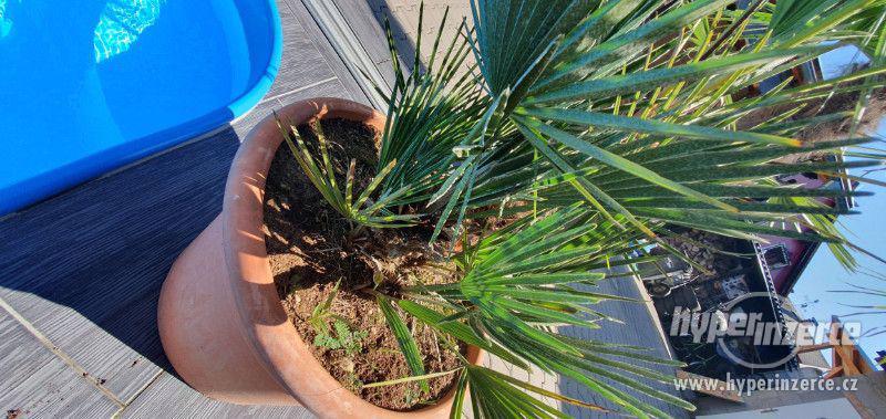 krásná velká palma humilis žumara nízká velice oblíbená palm - foto 7