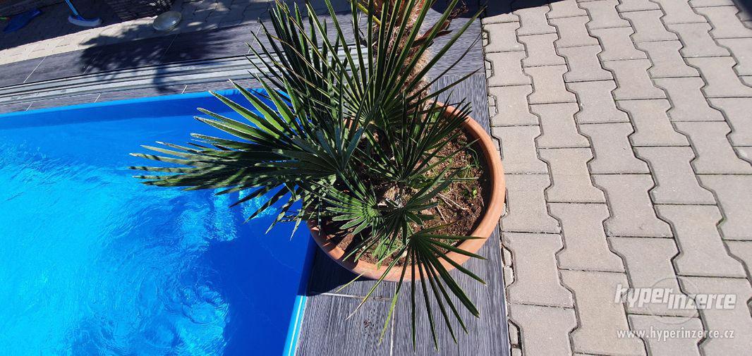 krásná velká palma humilis žumara nízká velice oblíbená palm - foto 8