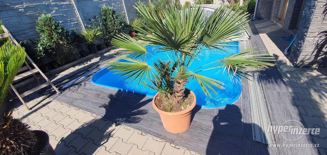 krásná velká palma humilis žumara nízká velice oblíbená palm - foto 9