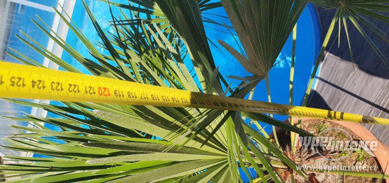 krásná velká palma humilis žumara nízká velice oblíbená palm - foto 10