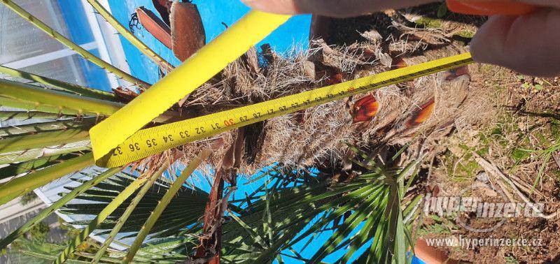 krásná velká palma humilis žumara nízká velice oblíbená palm - foto 13