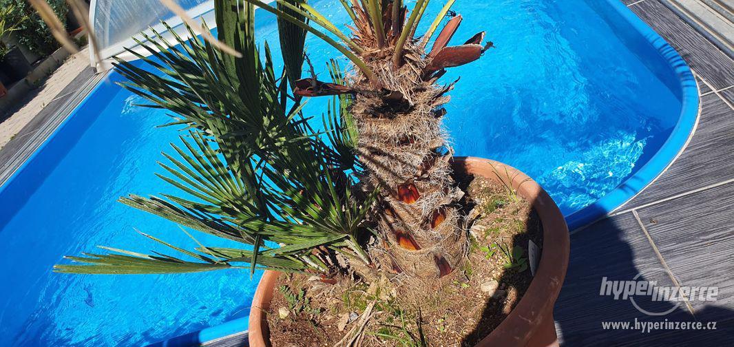 krásná velká palma humilis žumara nízká velice oblíbená palm - foto 14