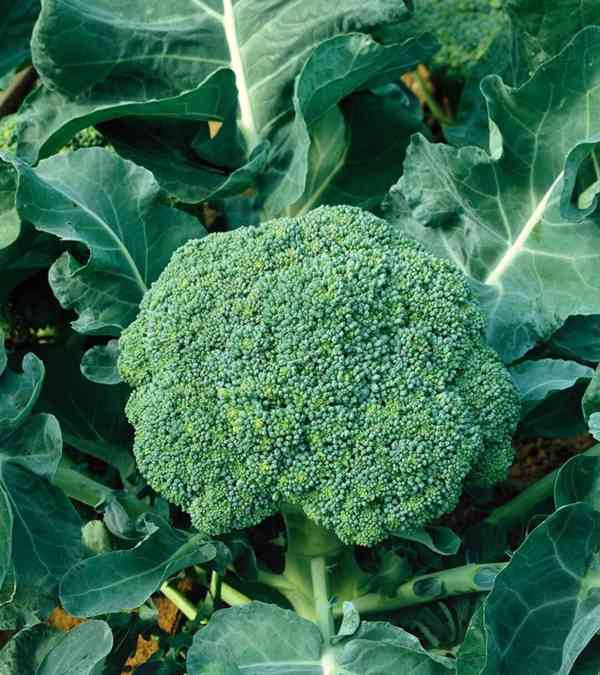 semena brokolice Limba - foto 1