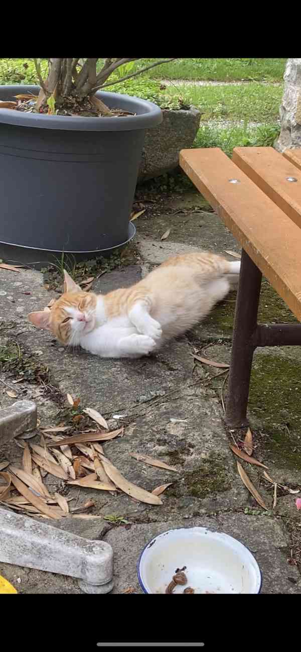 Darujeme nalezená koťátka! - foto 3