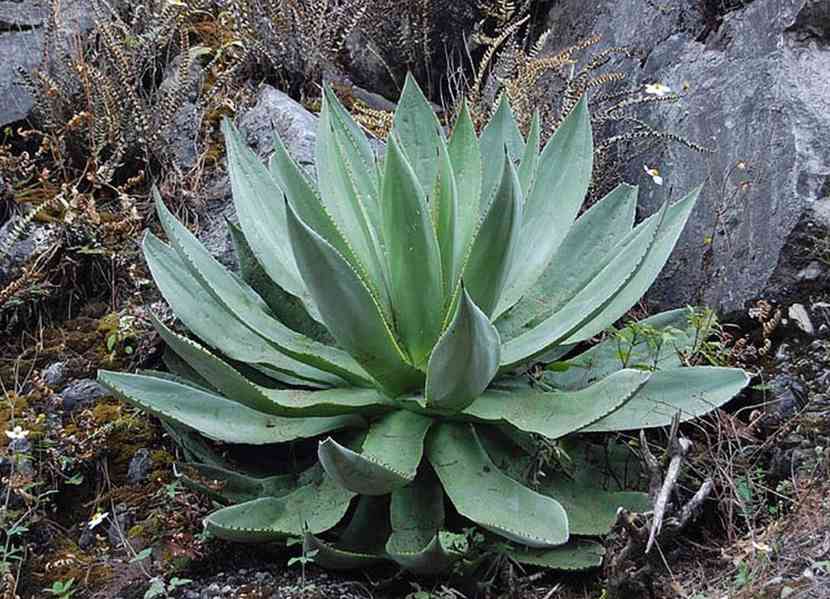 Agave hiemiflora - semena - foto 1