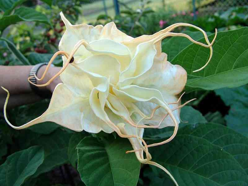 řízek Brugmansia Summertime - Andělská trumpeta