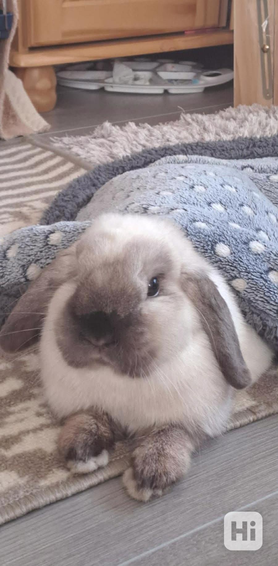 Králík beránek, samička - foto 1