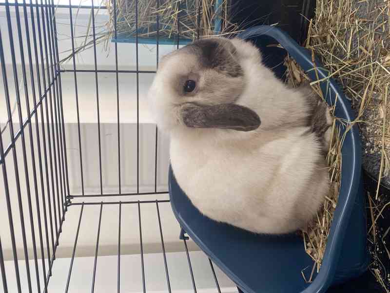Králík beránek, samička - foto 5