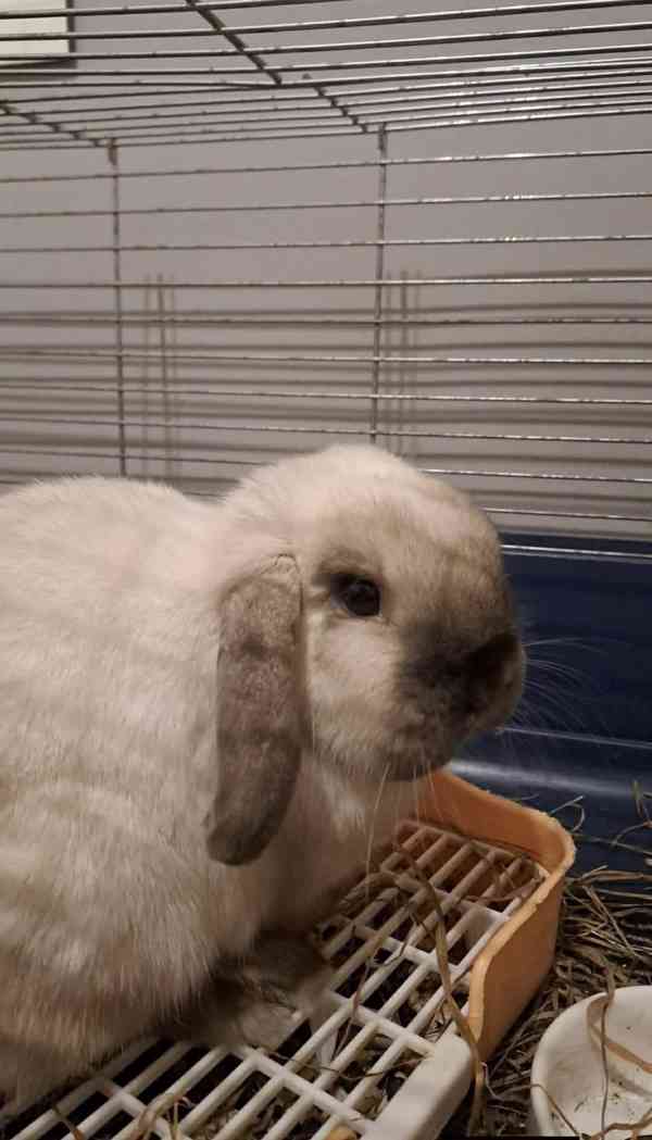 Králík beránek, samička - foto 2