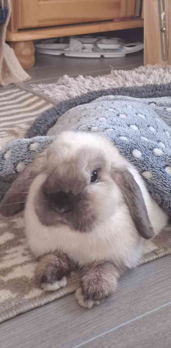 Králík beránek, samička - foto 1