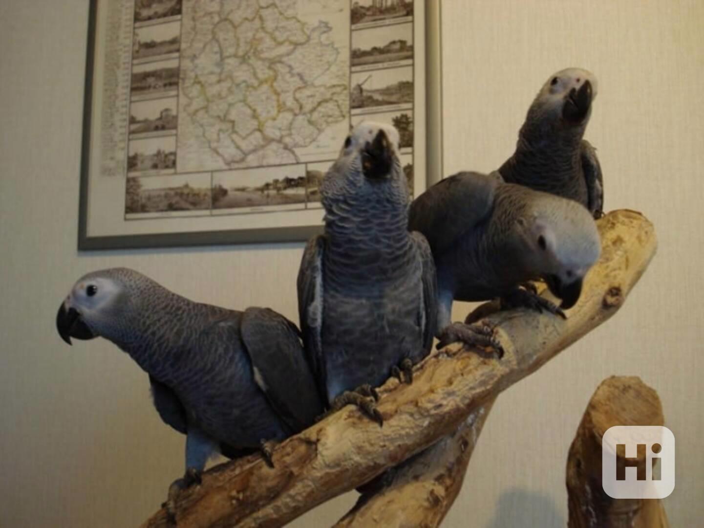 Roztomilý papoušek africký šedý k adopci - foto 1