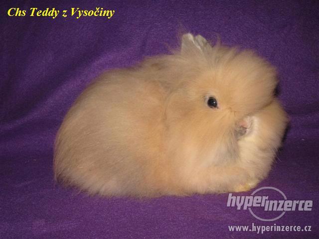 Teddy králíčci s VP - foto 1