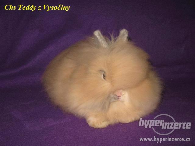 Teddy králíčci s VP - foto 2