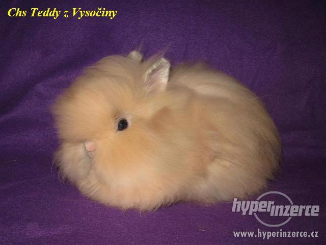 Teddy králíčci s VP - foto 3