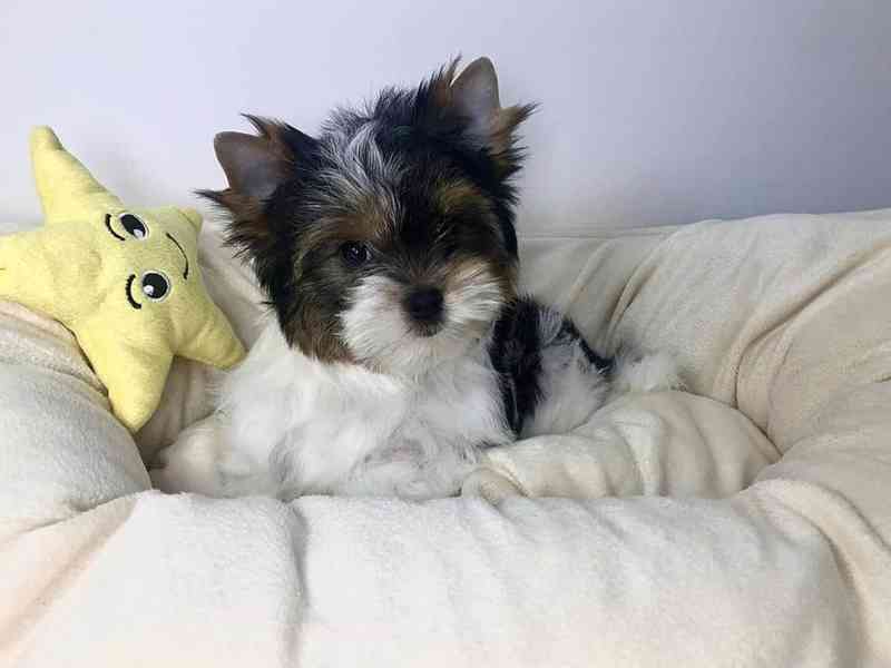 Štěňata super jorkšírského teriéra - foto 2