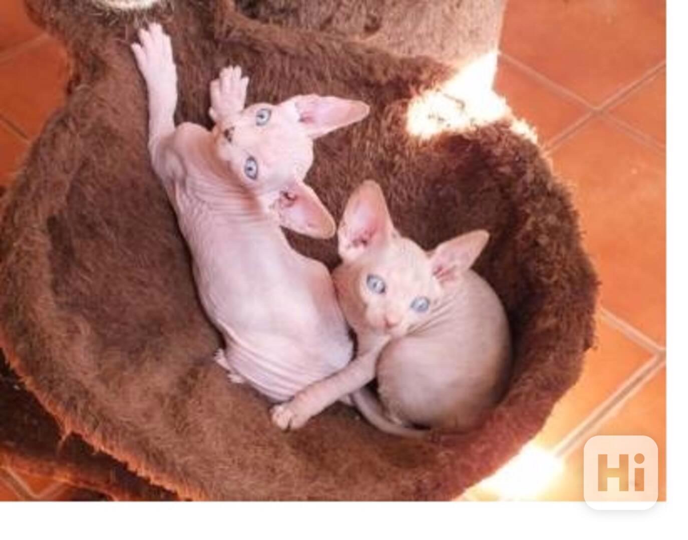 Koťátka kanadský sphynx s PP - foto 1