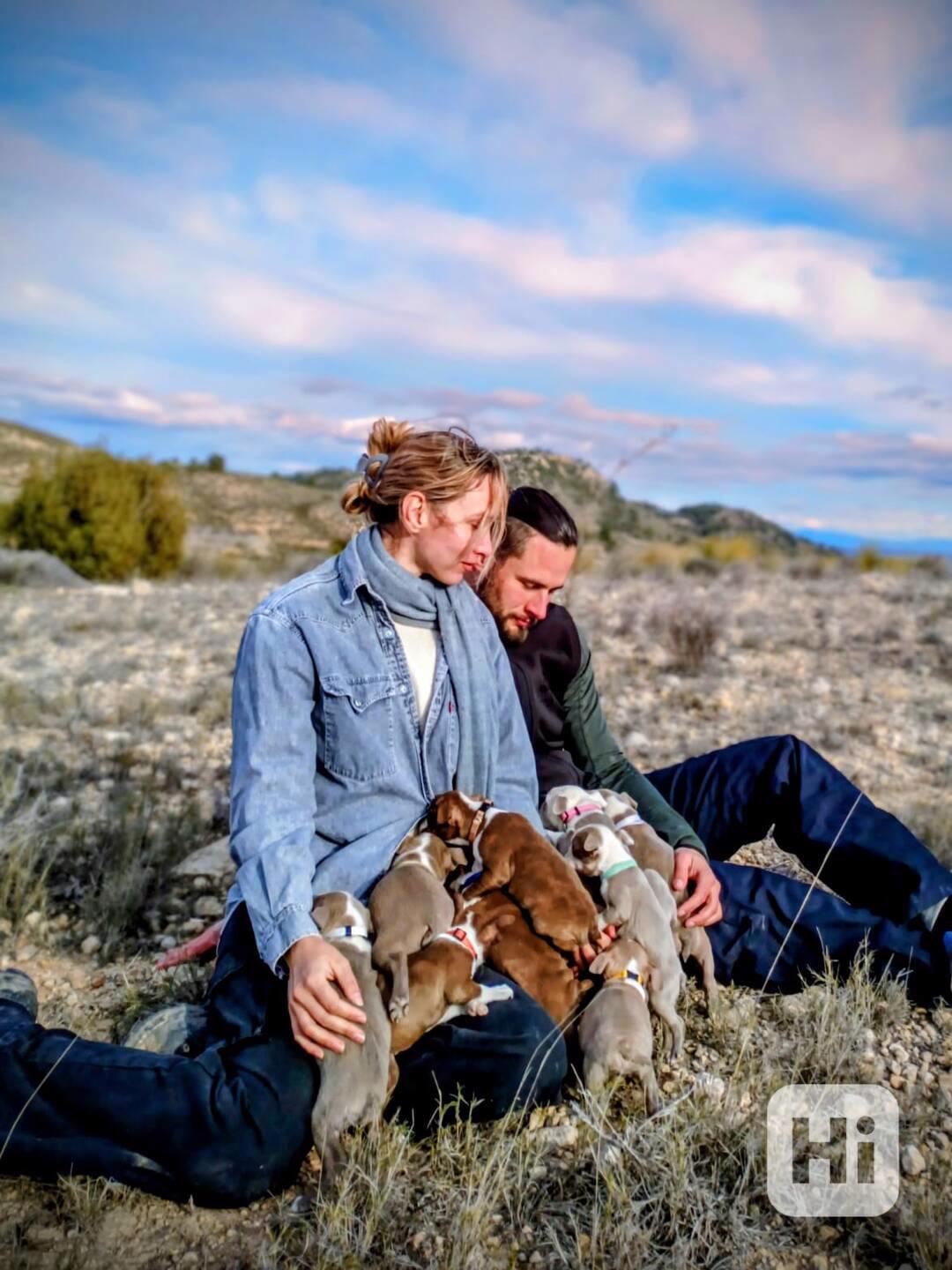 Bostonský teriér - štěňátko s PP - odběr červen, podzim 2026 - foto 1