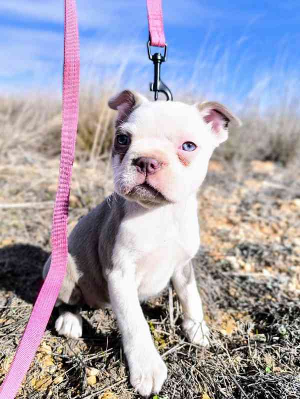 Bostonský teriér - štěňátko s PP - odběr červen, podzim 2026 - foto 3