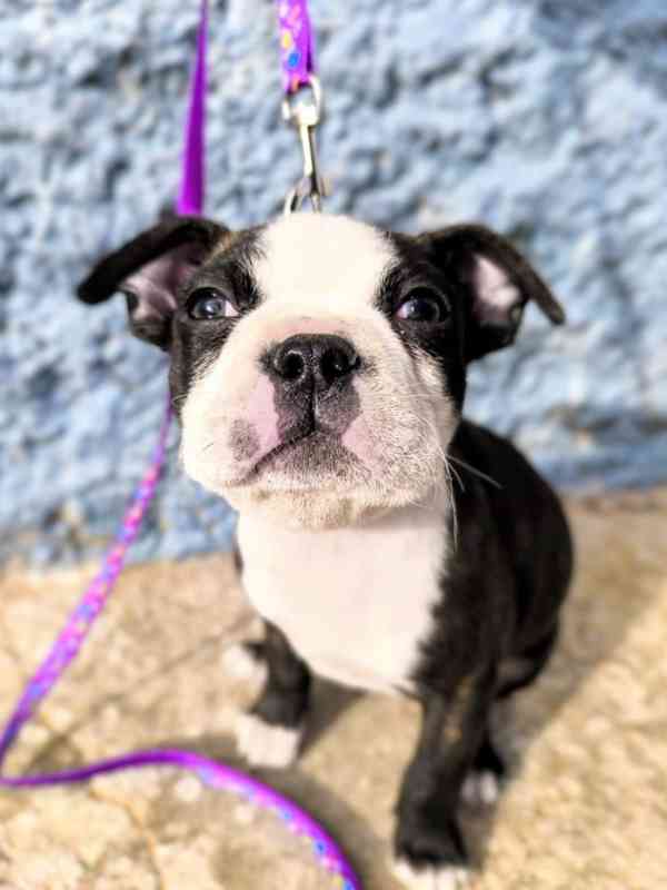 Bostonský teriér - štěňátko s PP - odběr červen, podzim 2026 - foto 5