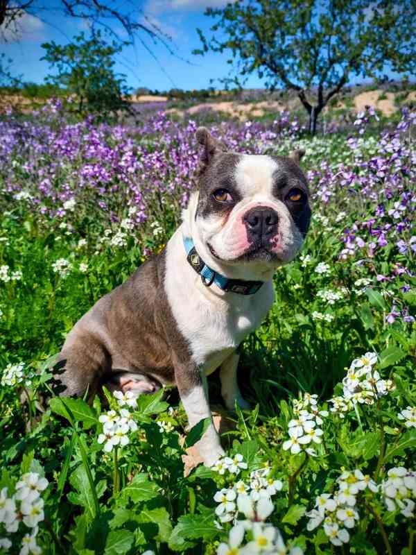 Bostonský teriér - štěňátko s PP - odběr červen, podzim 2026 - foto 8