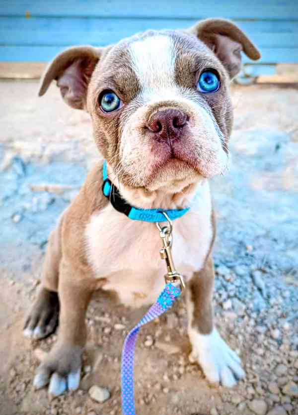 Bostonský teriér - štěňátko s PP - odběr červen, podzim 2026 - foto 6