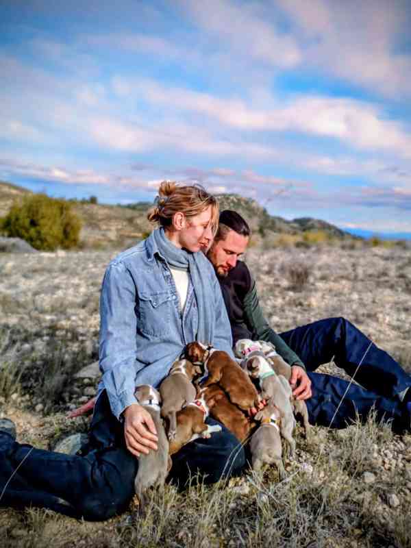 Bostonský teriér - štěňátko s PP - odběr červen, podzim 2026 - foto 1