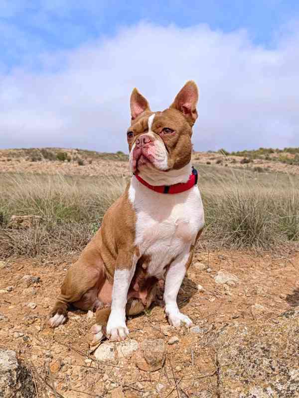 Bostonský teriér - štěňátko s PP - odběr červen, podzim 2026 - foto 7