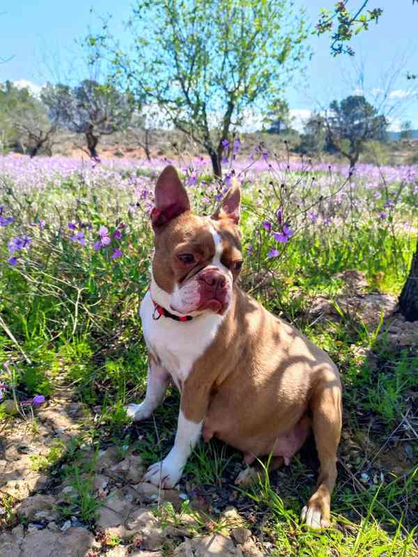 Bostonský teriér - štěňátko s PP - odběr červen, podzim 2026 - foto 9