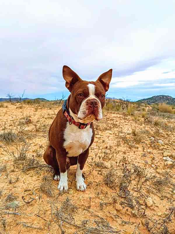 Bostonský teriér - štěňátko s PP - odběr červen, podzim 2026 - foto 2