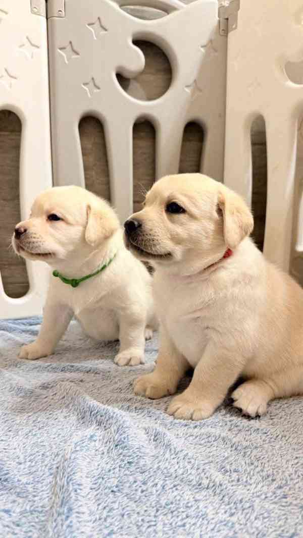 Štěňata čistokrevného labradora na prodej - foto 1