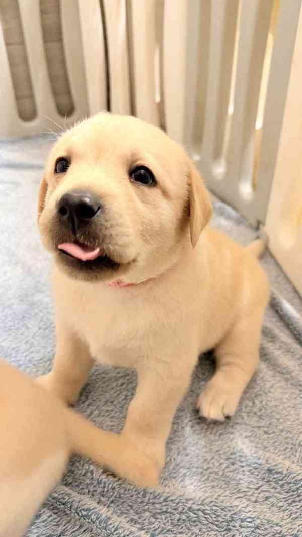 Štěňata čistokrevného labradora na prodej - foto 4