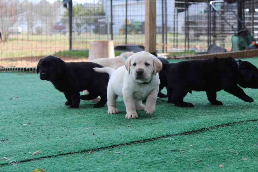 Štěňata čistokrevného labradora na prodej - foto 2