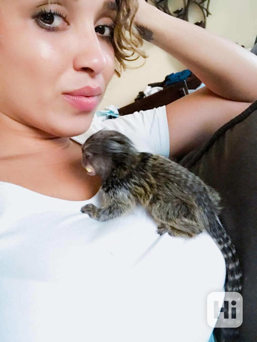 Zdravé opice  na prstech kosmanů k bezplatné adopci - foto 1
