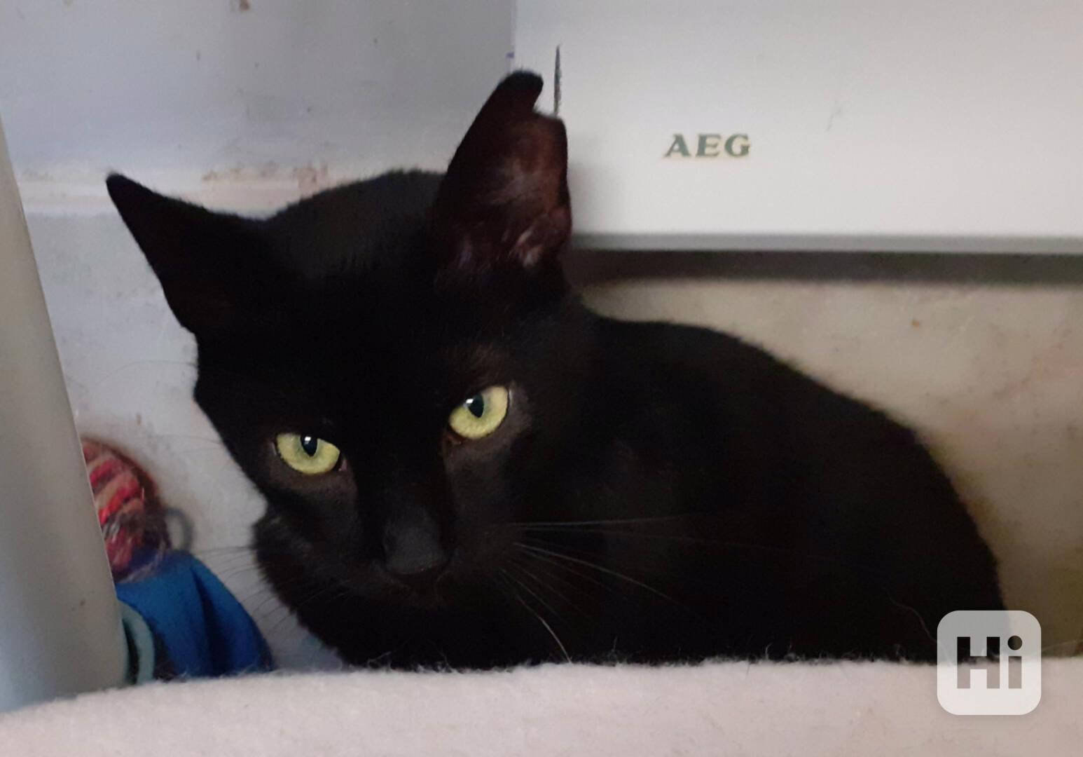 Hodný černý 3letý kocourek Tom hledá domov.  - foto 1