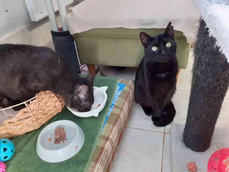 Hodný černý 3letý kocourek Tom hledá domov.  - foto 7