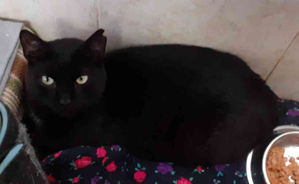 Hodný černý 3letý kocourek Tom hledá domov.  - foto 10