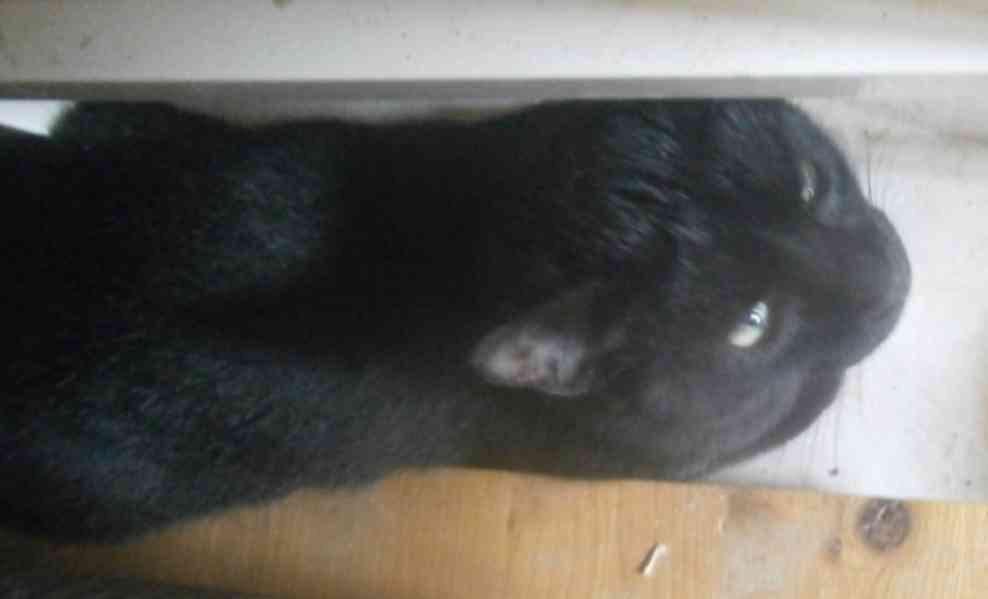 Hodný černý 3letý kocourek Tom hledá domov.  - foto 4