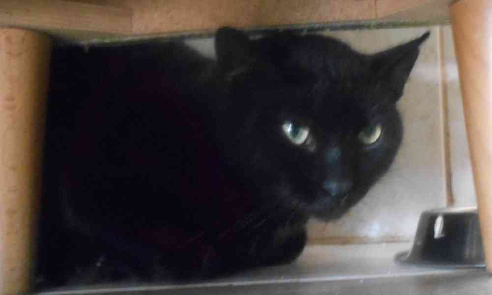 Hodný černý 3letý kocourek Tom hledá domov.  - foto 6